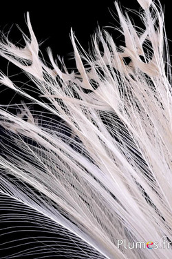 Pavone bianco senza occhi – 50–60 cm – bianco–crema naturale